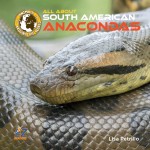 All About South American Anacondas