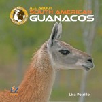 All About South American Guanacos