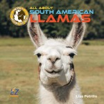All About South American Llamas