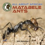 All About African Matabele Ants