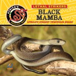 Black Mamba: Africa's Longest Venomous Snake