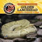 Golden Lancehead: Is a Highly Venomous Pit Viper