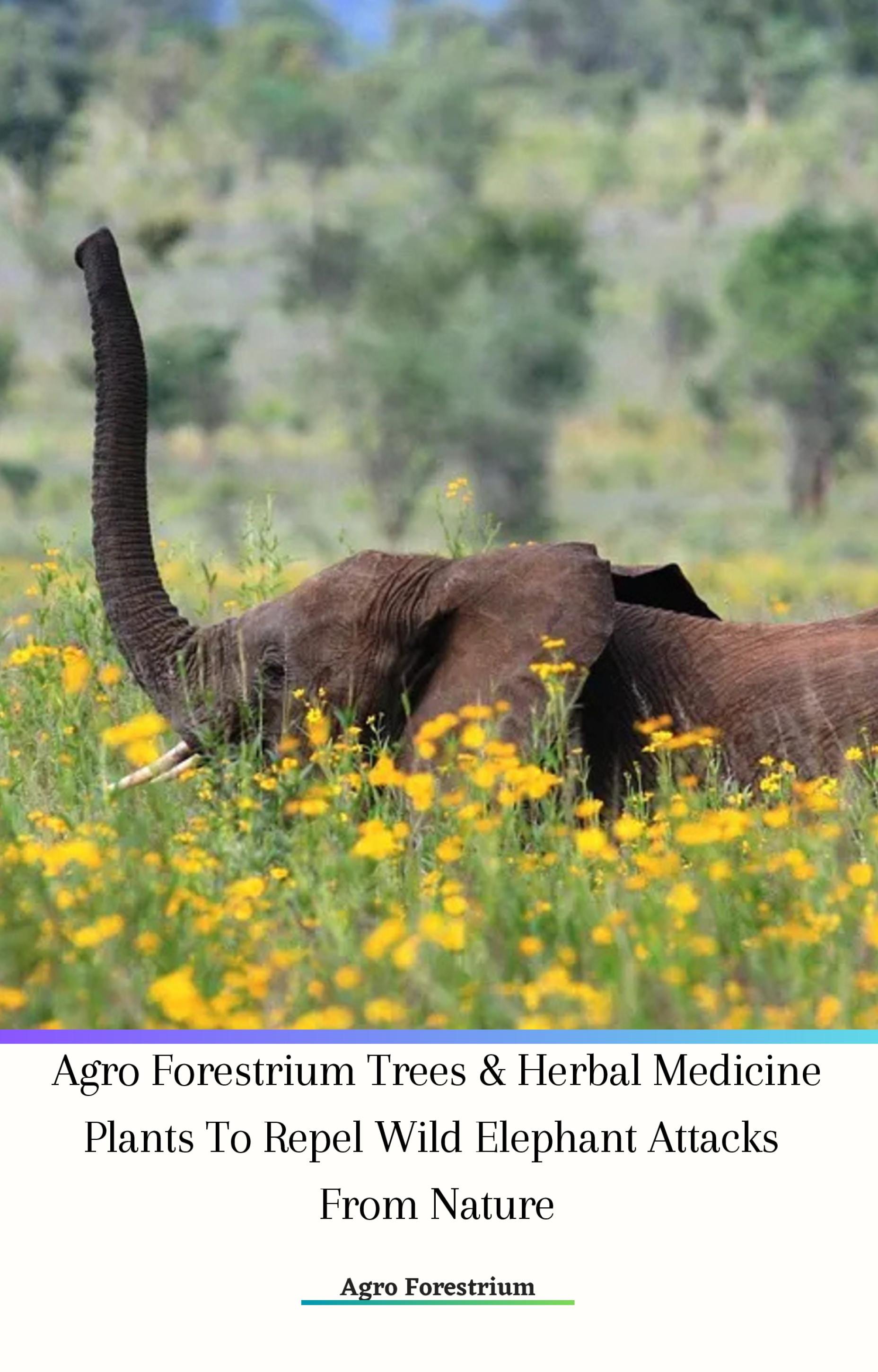 Agro Forestrium Trees & Herbal Medicine Plants To Repel Wild Elephant Attacks From Nature