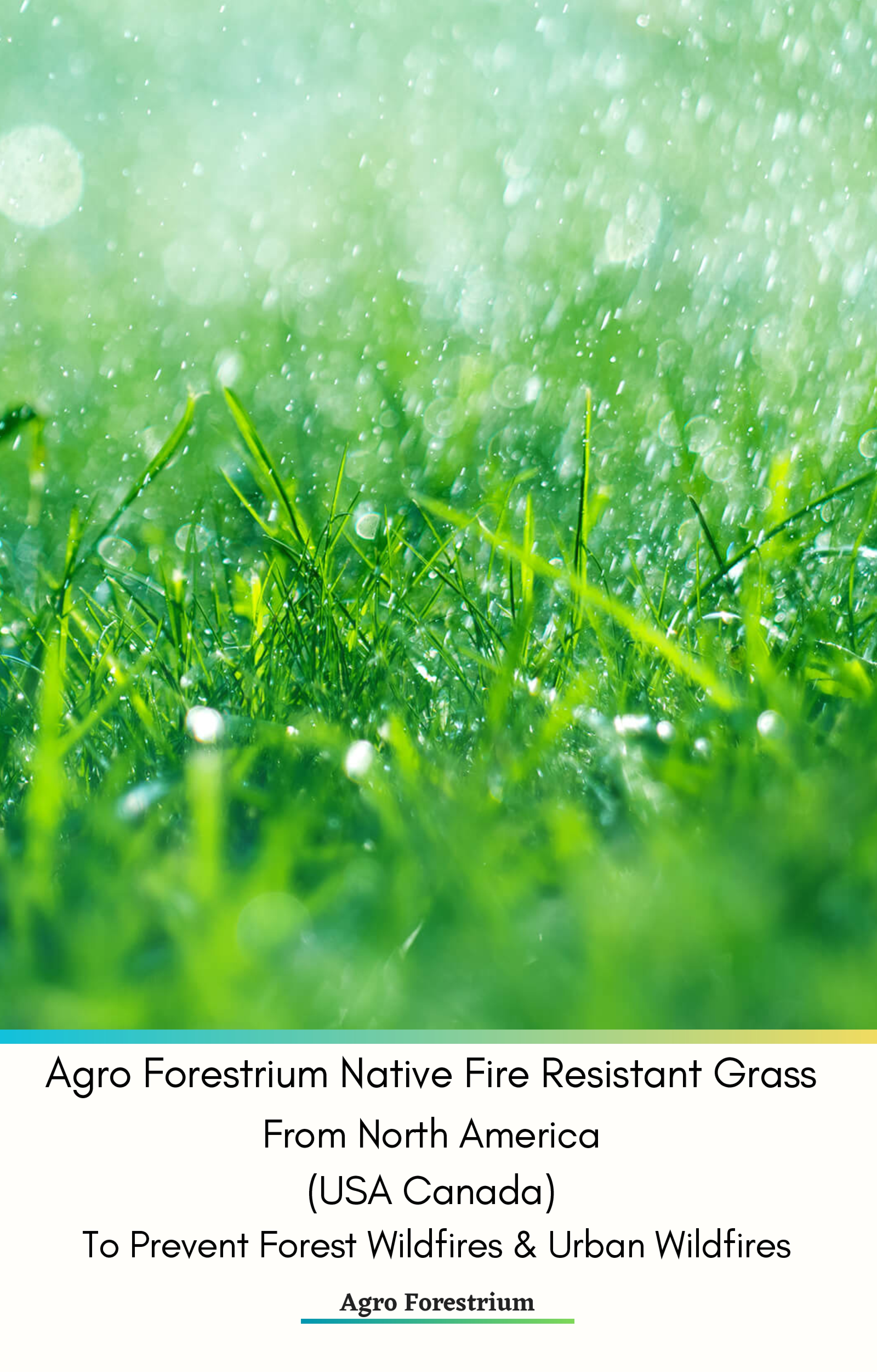 Agro Forestrium Native Fire Resistant Grass From North America (USA Canada) To Prevent Forest Wildfires & Urban Wildfires