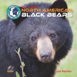 All About North American Black Bears