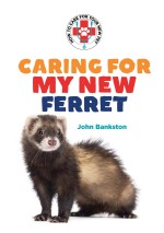 Caring for My New Ferret
