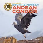 All About South American Andean Condors