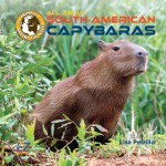 All About South American Capybaras