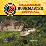 Bushmaster Snake: Can Kill Almost Anything In Its Path