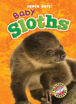 Baby Sloths