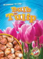 Bulb to Tulip
