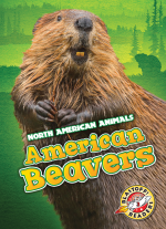 American Beavers