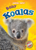Baby Koalas